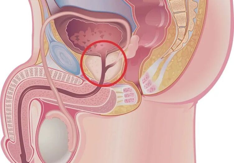 How does an erection occur